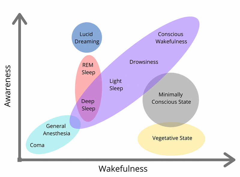 Brain activity during different states of consciousness