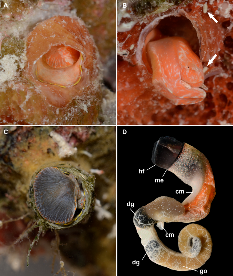 Image of Thylacodes vandyensis, the Spider-Man snail