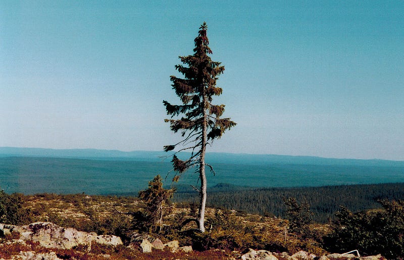 Old Tjikko, the world's oldest tree in Sweden