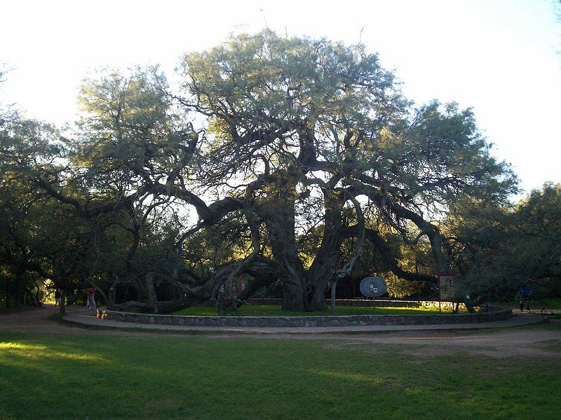 Gran Abuelo, the ancient cypress tree in Chile