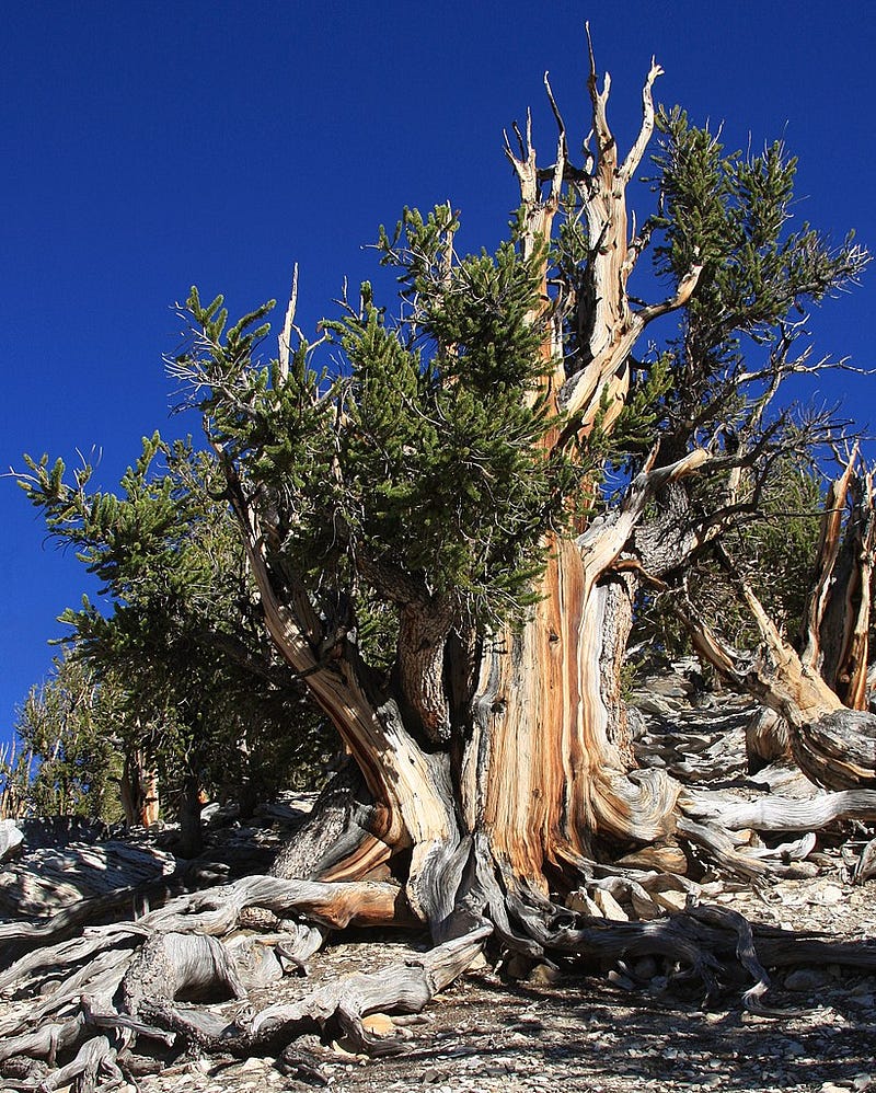 Methuselah pine in California's White Mountains