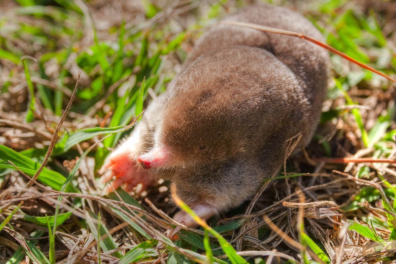 Moles Using Their Senses to Navigate