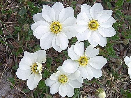 Dryas octopetala, a resilient species