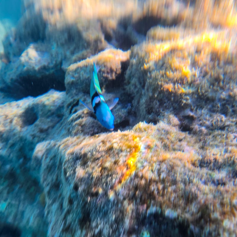 Colorful underwater life during snorkeling