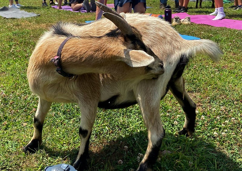 Goat Yoga Fun