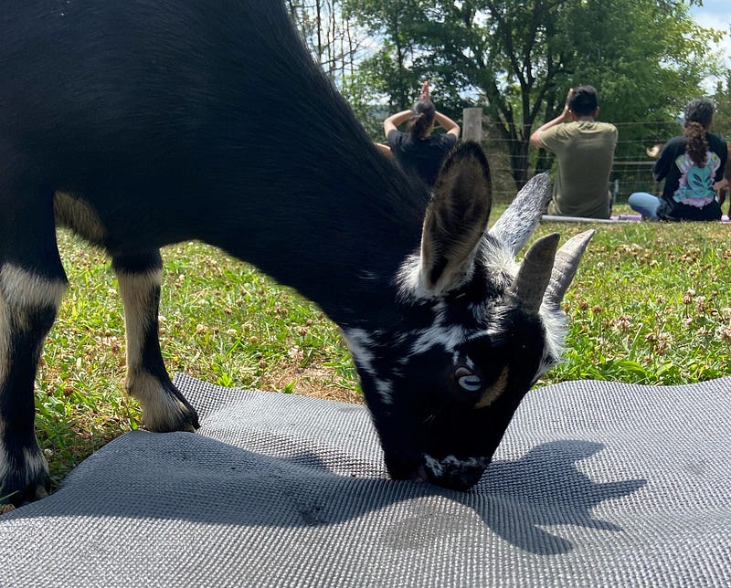 Preparing for Goat Yoga