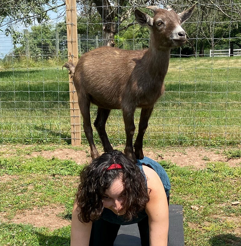 Goat Yoga in Action