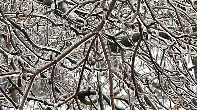 Ice-covered trees in Ottawa