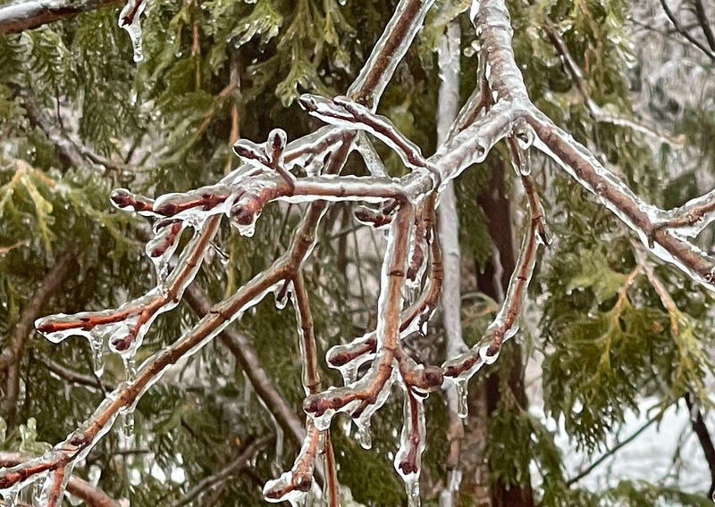 Snowshoeing in Gatineau Park