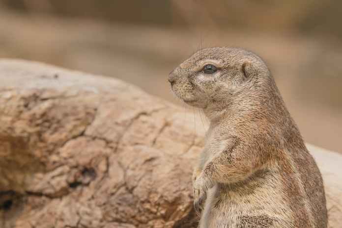 Prairie Dogs Communicating in Their Natural Habitat