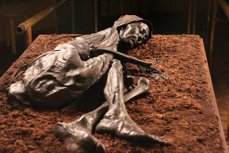 The Tollund Man's body displayed at Silkeborg Museum.