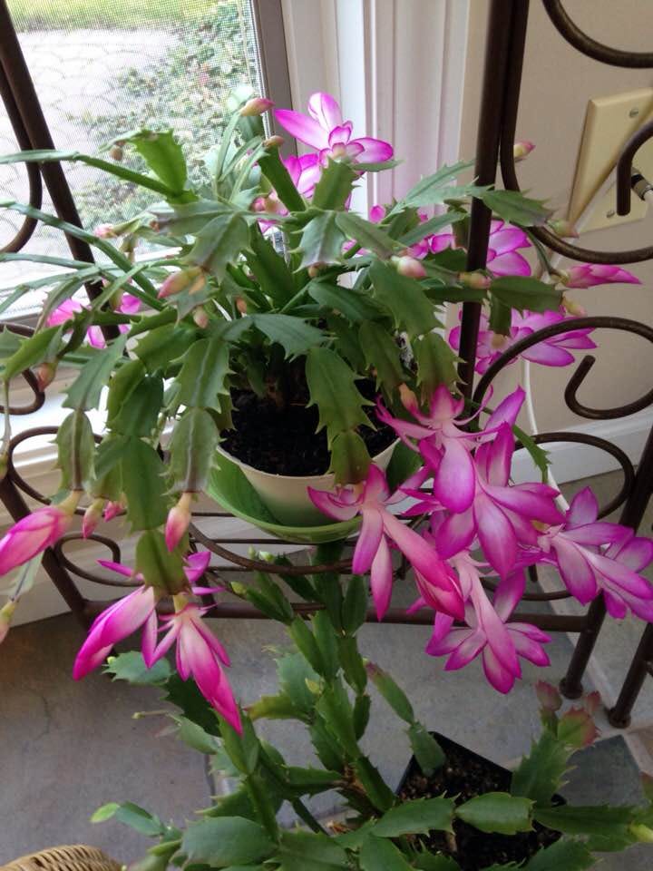 Schlumbergera in the rainforest canopy