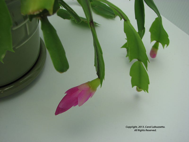 Christmas cactus blooming