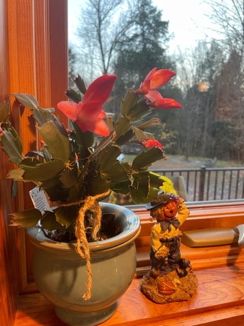 Colorful blooms of a Christmas cactus