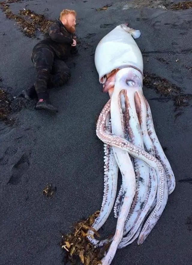 Adult man next to a giant squid