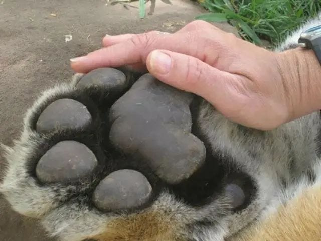 Comparison of human hand and tiger paw