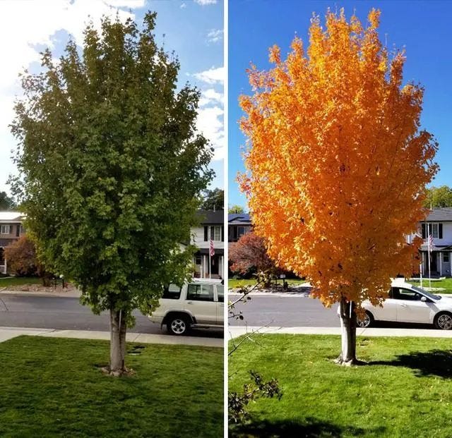 Maple tree transformation over 11 days