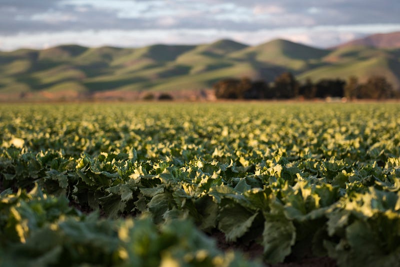 Tobacco plants used in genetic experiments