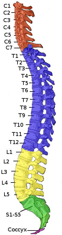 Diagram showing spinal cord injury levels and functions