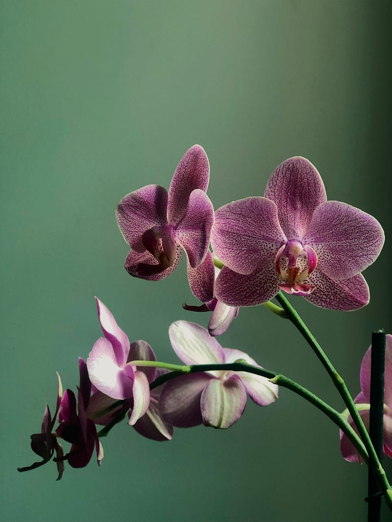 Beautiful orchid in a pot